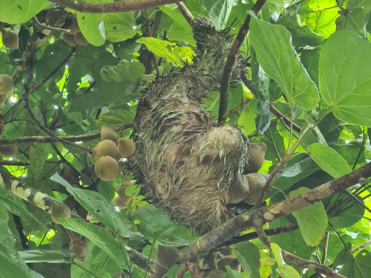 提奥菲利克斯经济山林小屋 La Fortuna 外观 照片