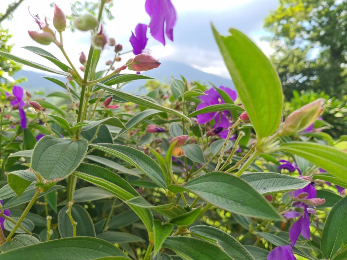 提奥菲利克斯经济山林小屋 La Fortuna 外观 照片