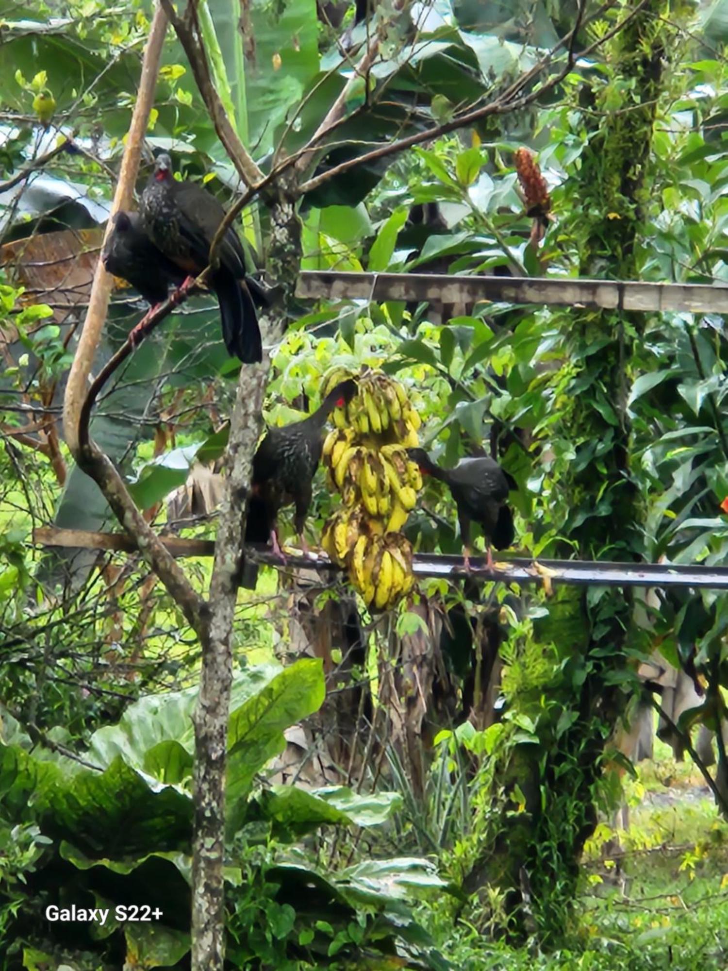 提奥菲利克斯经济山林小屋 La Fortuna 外观 照片