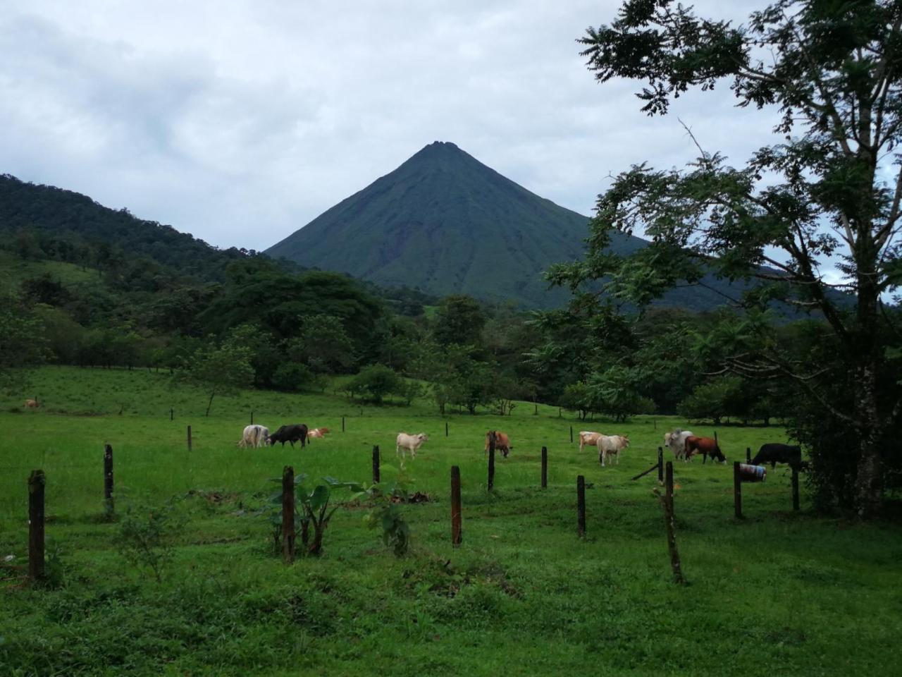 提奥菲利克斯经济山林小屋 La Fortuna 外观 照片