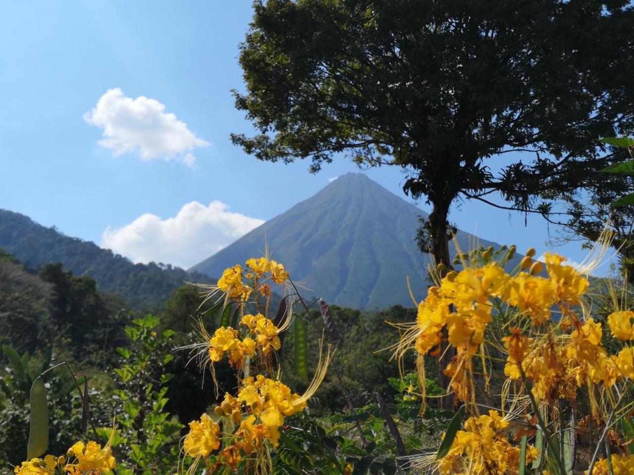 提奥菲利克斯经济山林小屋 La Fortuna 外观 照片